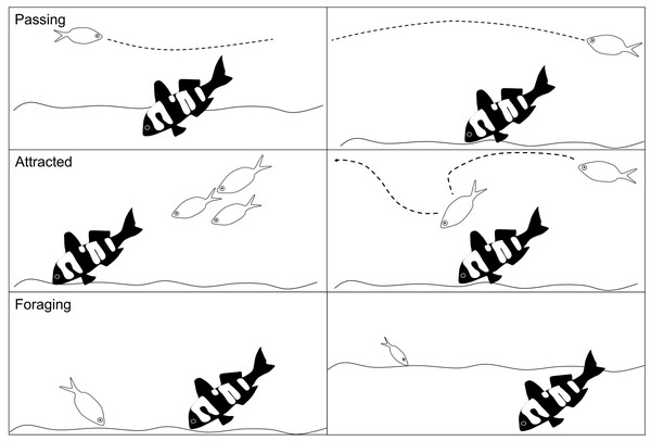 Schematic of the fish behaviours recorded.
