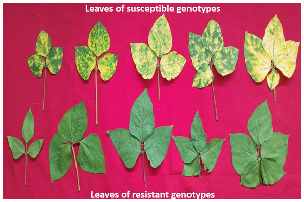 A representative figure showing variations in the leaf size and YMD reaction among different mungbean genotypes 45 days after sowing.