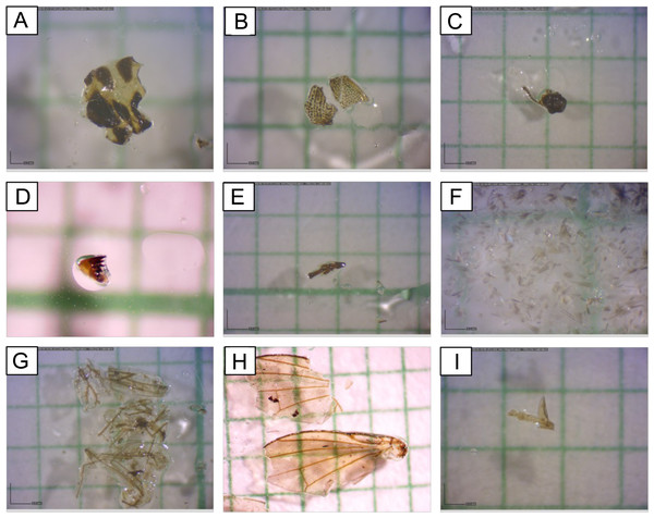 Common insect fragments found in fecal samples observed under microscope.