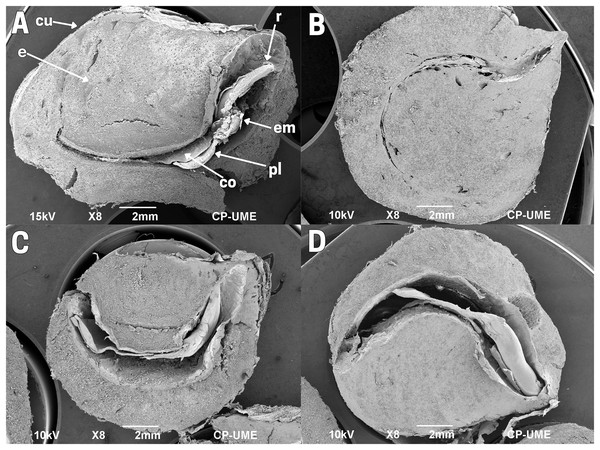 Structure of cachichín (Oecopetalum mexicanum Greenm. & C.H. Thomps.) seeds subjected to different treatments.