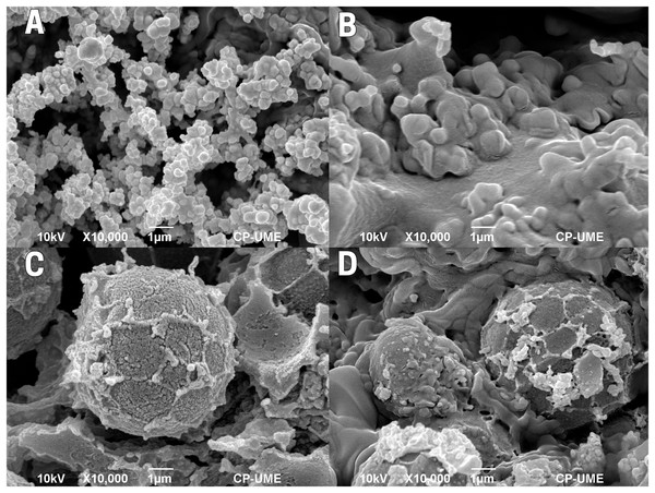 Endosperm of cachichín (Oecopetalum mexicanum Greenm. & C.H. Thomps.) seeds subjected to different treatments.