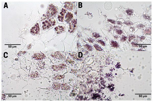 Starch distribution in cachichín (Oecopetalum mexicanum Greenm. & C.H. Thomps.) seeds subjected to different treatments.