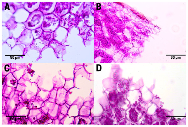 Tannin distribution of cachichín (Oecopetalum mexicanum Greenm. & C.H. Thomps.) seeds subjected to different treatments.