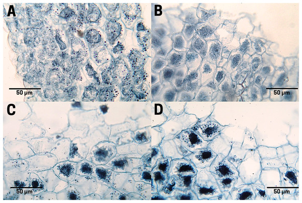 Polysaccharide distribution of cachichín (Oecopetalum mexicanum Greenm. & C.H. Thomps.) seeds subjected to different treatments.