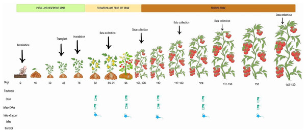 Application of treatments, data collection, and sampling in the different phenological stages of the tomato crop.