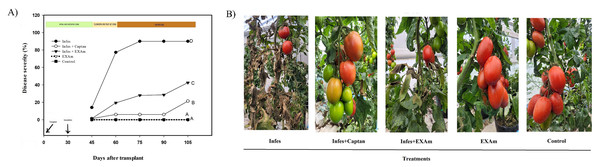 (A) Severity of P. infestans in tomato plants over 105 days after transplanting. (B) Signs of the disease in plants 75 days after transplanting treated with different treatments at the end of the evaluation.