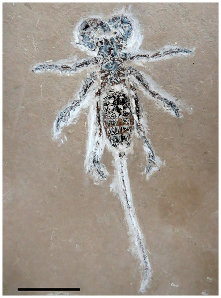 Mesoproctus rayolin. sp. Holotype MPSC A4295.