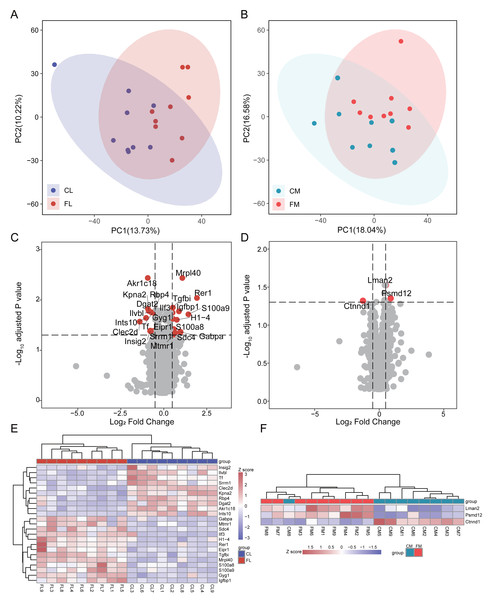 Differential analysis in protein expression levels of liver and muscle between groups.