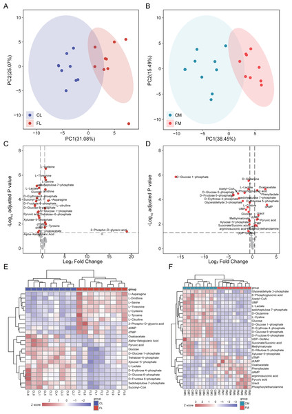 Differential analysis in metabolite abundance levels of liver and muscle between groups.