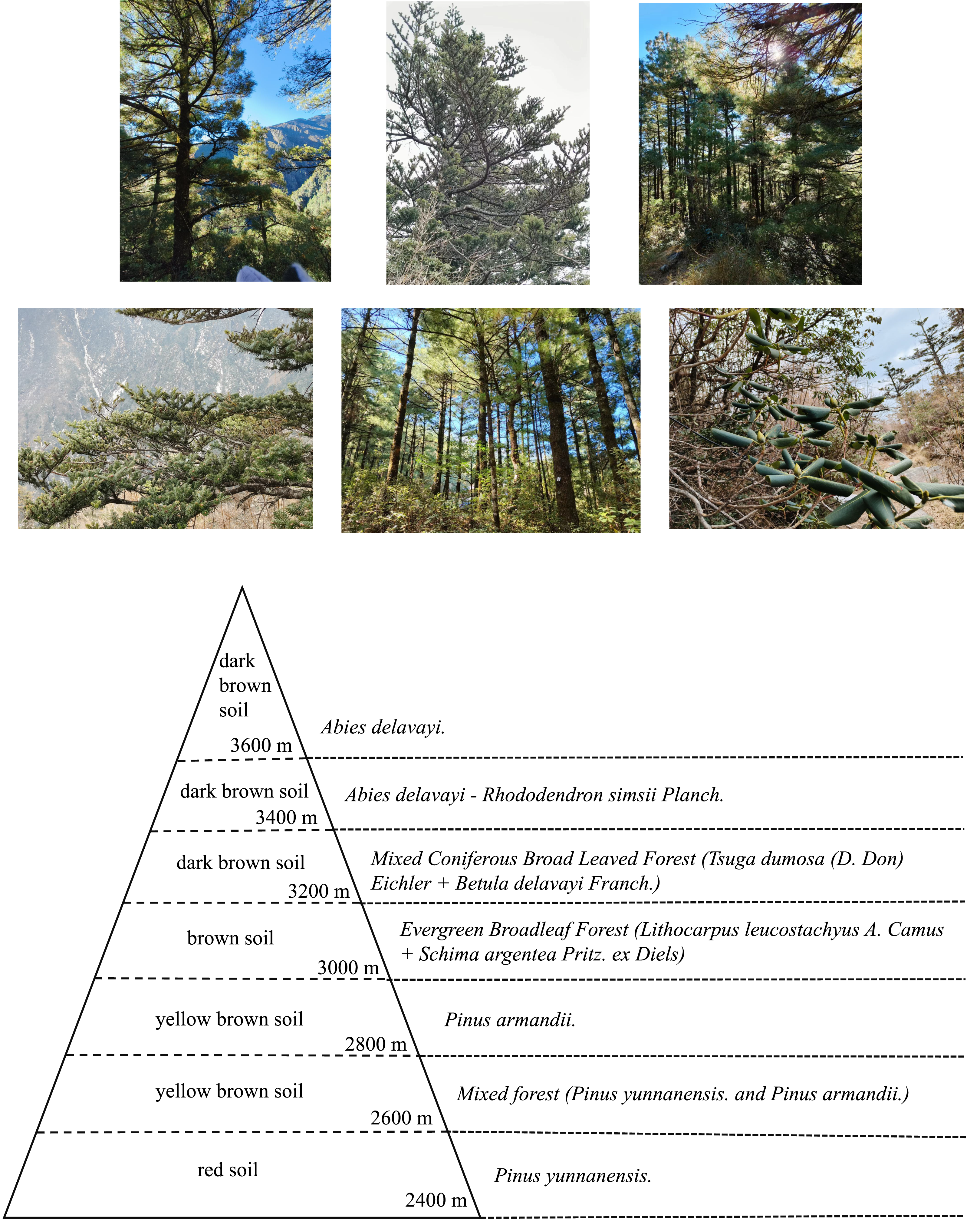  P & J Trading - Nature Set & 100ml Forest Pine