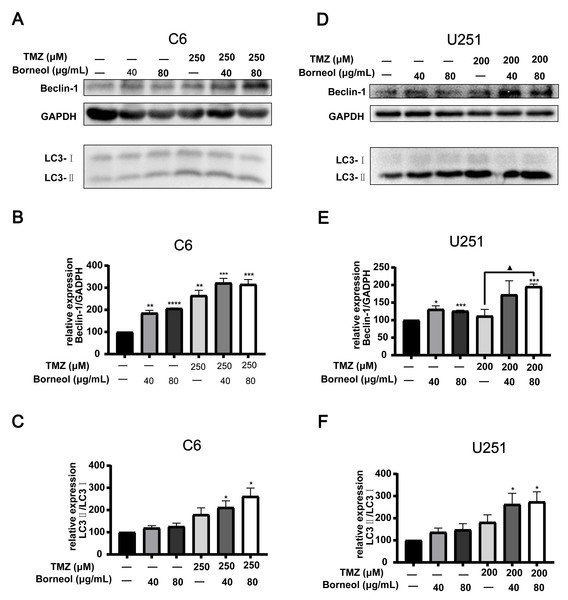 Expression levels of Beclin-1 and LC3A/B in C6 and U251 glioma cells after borneol and temozolomide (TMZ) treatment.