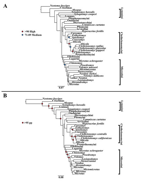 Higher-order mitochondrial (Cytb and COI) only analyses.