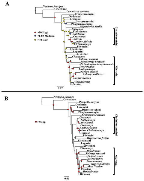 Higher-order concatenated mitochondrial and nuclear (Cytb, COI, Ghr, IRBP/RBP3, and BRCA1) analyses.