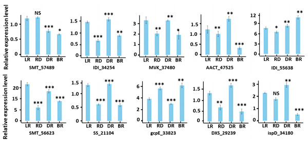 RT-PCR of key genes in diosgenin biosynthesis pathway.