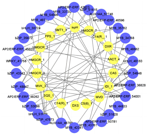 Regulatory networks of TFs and diosgenin genes.