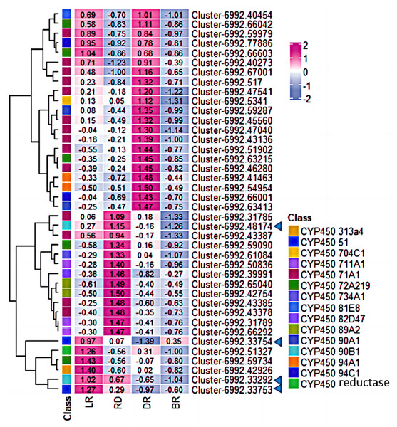 Expression levels of CYP450 genes between D. cirrhosa tubers.