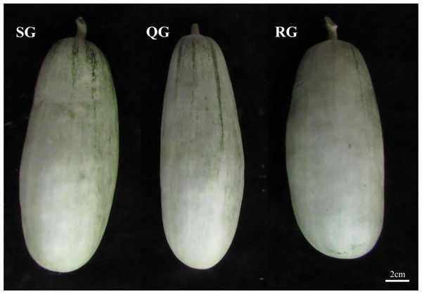 The SG, QG and RG fruits using for odor evaluation and HS-SPME-GC-MS.