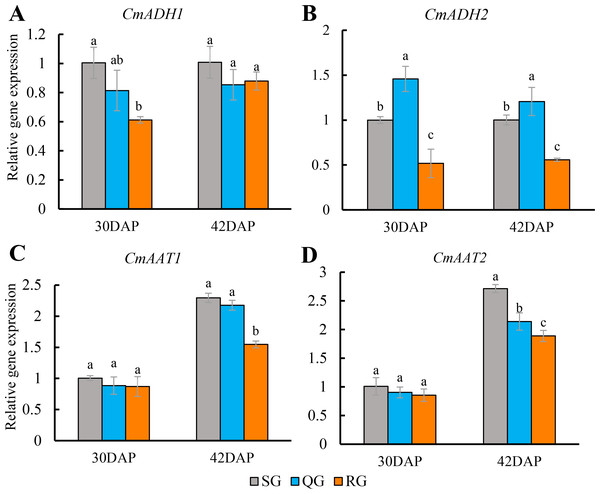 Effects of rootstocks of different genotypes on the expression of alcohol dehydrogenase and alcohol acyltransferase-related genes in mature melon fruit.
