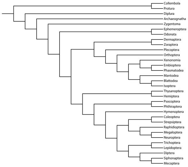 Phylogeny of Hexapoda.