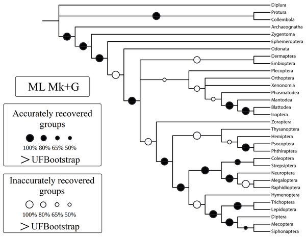 Cladogram (reanalysis of the Beutel & Gorb).