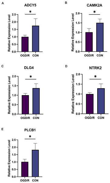 Five key genes show low expression in PC12 cells from an oligosaccharide/reperfusion (OGD/R) injury model.