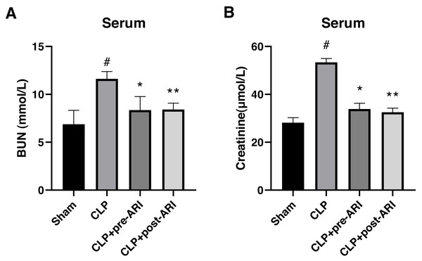 Changes in renal function parameters in the serum from the sham, CLP, CLP+pre-ARI and CLP+post-ARI groups.