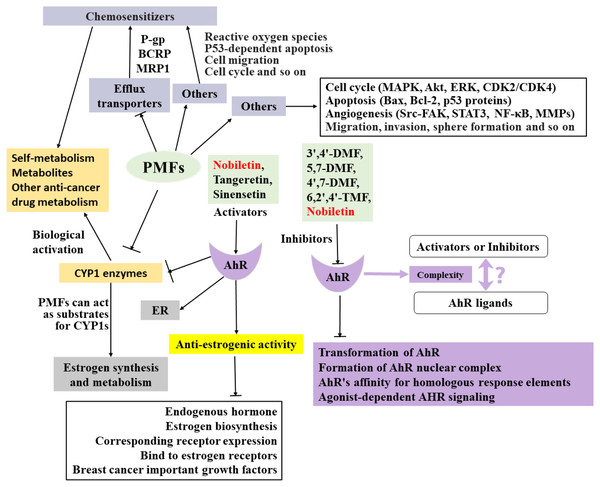 Summary of the anti-breast cancer mechanism of targeted PMFs.