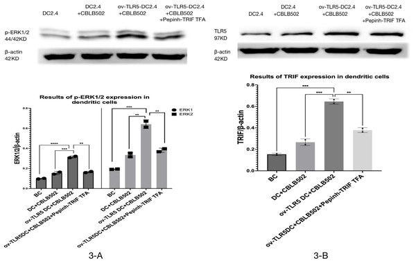 Expression of p-ERK1/2 protein in dendritic cells of each group and the effect of TRIF signal inhibition on its expression.