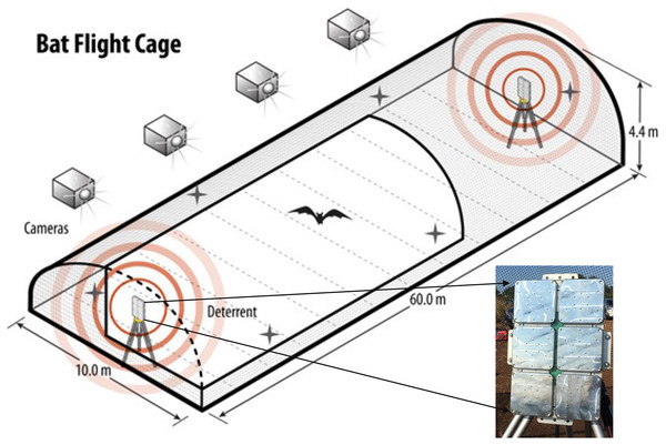 The flight cage used to assess species-specific responses of bats to three ultrasonic deterrent emissions.