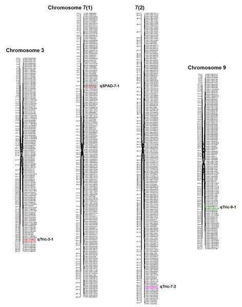 Position of QTLs regulating trichome and chlorophyll content on chromosomes 03, 07, and 09 in a mungbean RIL mapping population.