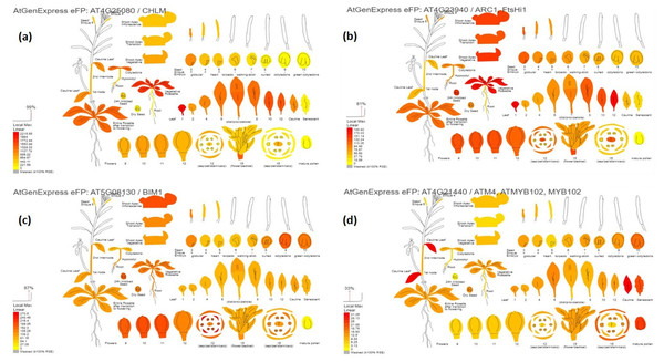 Digital gene expression patterns of identified candidate genes (depicted in Arabidopsis).