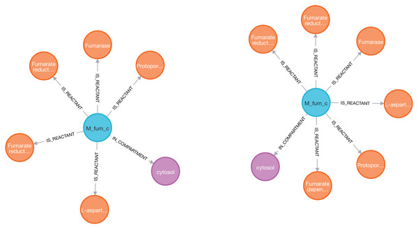 Visualization of the fumarate metabolite (blue) and its nearest neighbors: reactions (orange) and compartment (purple) in two models (iAF1260 on the left and iML1515 on the right) sequentially imported into Neo4j by neo4jsbml.
