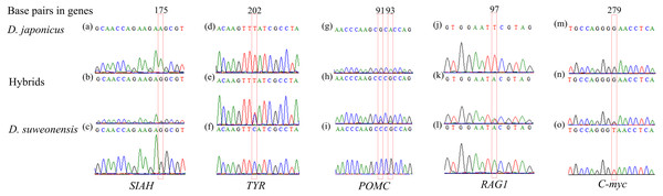 Examples of heterozygous sequences at single-nucleotide polymorphism (SNP) sites in sequencing chromatograms of five nuclear genes of Dryophytes suweonensis, D. japonicus, and their hybrids.