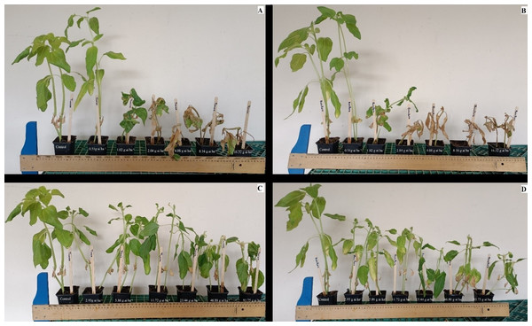 Response of Tunca (A and C) and Bosfora (B and D) cultivars to florpyrauxifen-benzyl + penoxsulam (A and B) and quinclorac (C and D) rates in the growth chamber.