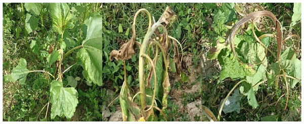 Impact of florpyrauxifen-benzyl + penoxsulam on sunflower (cultivar Bosfora) at 28 DAT in 2022 (left, lowest drift rate; middle, moderate drift rate; right, highest drift rate).
