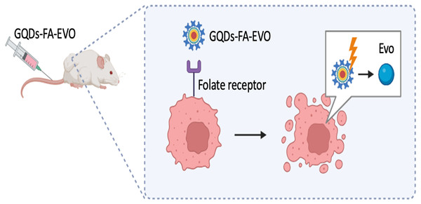 GQDs-FA-EVO self-assembly fabrication process, targeting and drug treatment, and tumor labeling.