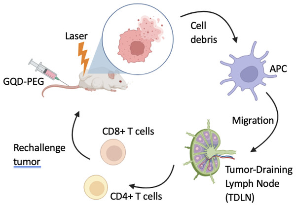 Schematic illustration of GQD-PEG-mediated photo-triggered immune responses for tumor therapy.