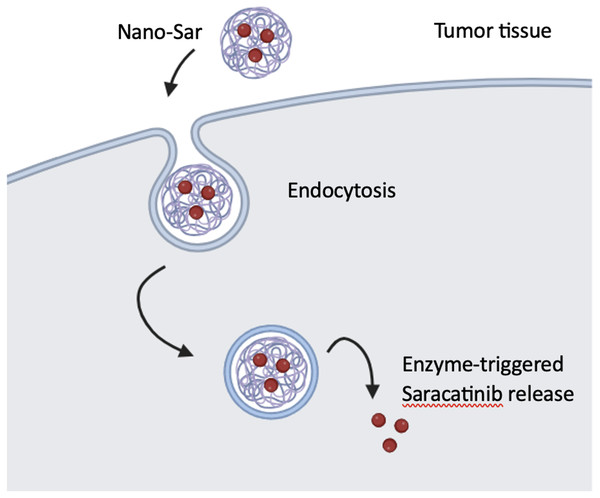 The production and operation of Nano-sar, (A) a schematic depiction of the self-assembling Nano-sar and its disintegration following cathepsin B (CTSB) digestion; (B) a schematic explanation of how Nano-sar targets tumor cells.