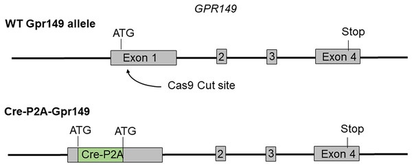 Schematic representation of the transgenes used to generate Gpr149-Cre mice.