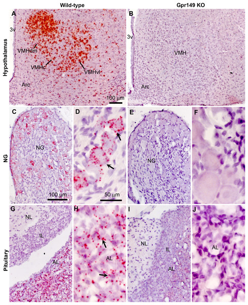 Histological validation of the Gpr149−/− mouse line.