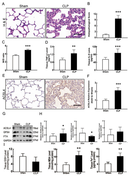 Ferroptosis was involved in sepsis-induced ALI.