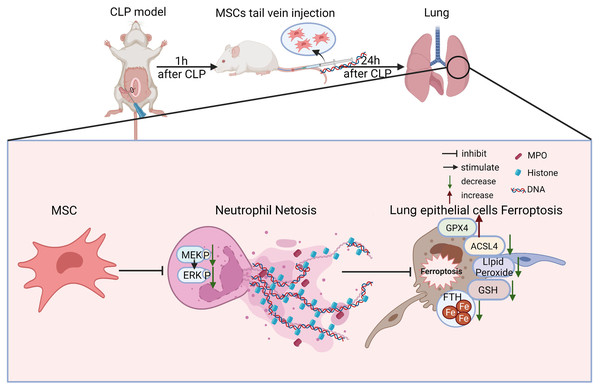Schematic representation of the effect of MSC treatment alleviated sepsis-induced ALI by inhibiting ferroptosis and netosis.