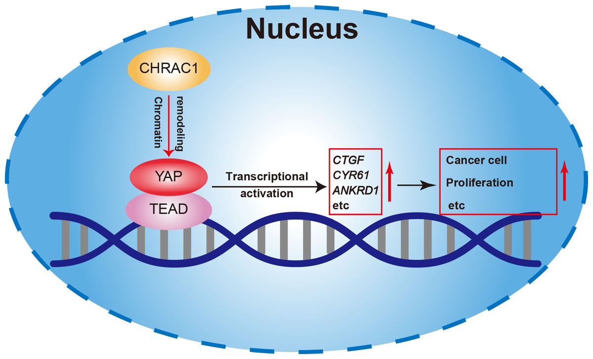 Progress of Gastric Cancer Surgery in the era of Precision Medicine