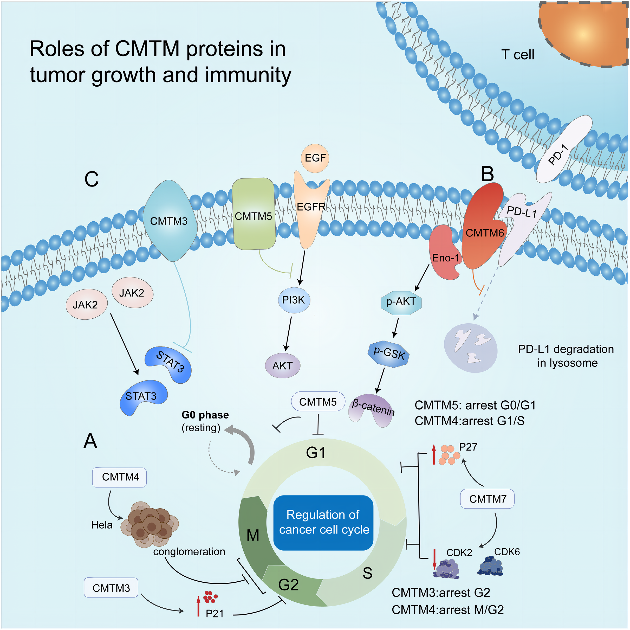 Research insights into the chemokine-like factor (CKLF)-like MARVEL  transmembrane domain-containing family (CMTM): their roles in various  tumors [PeerJ]