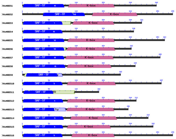 Conserved domain structure of 16 AsMADS proteins in Avena sativa L.
