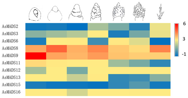 Expression heat map of 10 AsMADS genes at different developmental stages of MSY4 under short days from qPCR.