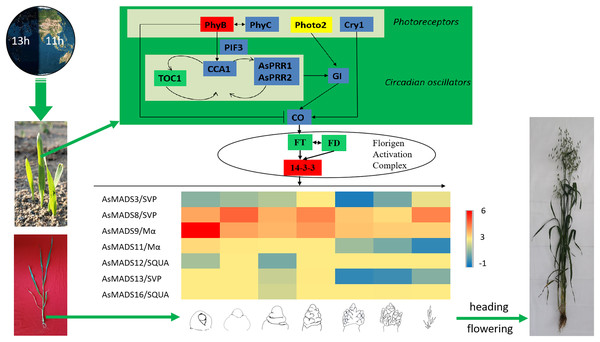 Predicted photoperiodic pathway of MSY4 under short-day conditions.