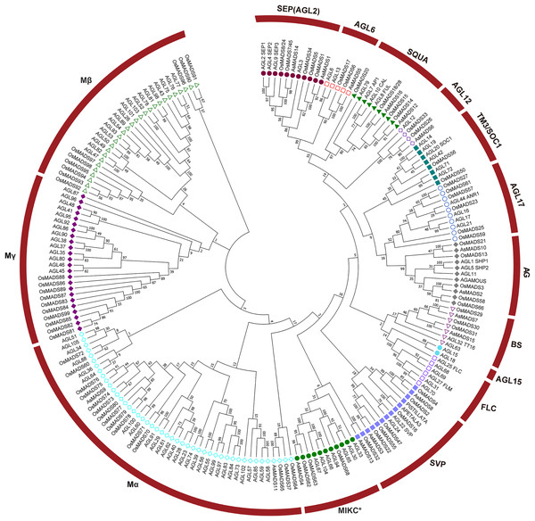 A phylogenetic tree of the AsMADS gene family.