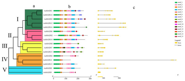 Gene structure and architecture of conserved protein motifs in AsMADSs.