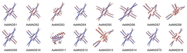 Predicted three-dimensional domains of 16 AsMADS proteins from oat.